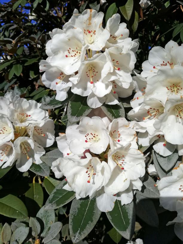 Rhododendron pachysanthum - skönrododendron, thick-flowered rhododendron